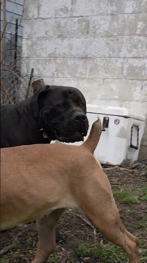 Boerboel Pair Getting Ready for Breeding #boerboelBreeders #dogbreeds #Boerboels