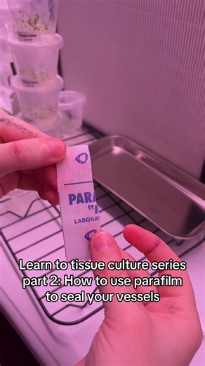 Stretching parafilm can be frustrating but if you warm it up with your hands properly first you can double it to twice its original size or even more. Parafilm is permeable allowing for some gas exchange for your tissue culture plantlets unlike seran wrap. I use it for all my tissue culture vessels and tissue culture kits. Sealing your vessels after using them is important for reducing contaminations! #learnontiktok #tissueculture #howtotissueculture #tissuecultureplants #planttok