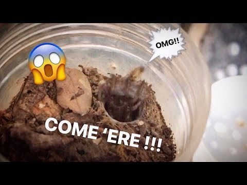 My TRAPDOOR SPIDER FINALLY ATE !!! ~ [The AMBUSH everyone wanted]