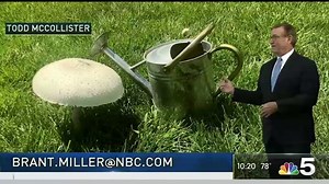 Got Fungus? Send it to me... Brant.Miller@NBC.com | Brant Miller