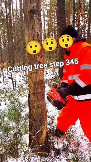 new Step 345 Fall tree chainsaw! #tree #fall #treefelling #woodworking #woodwork #treebranch