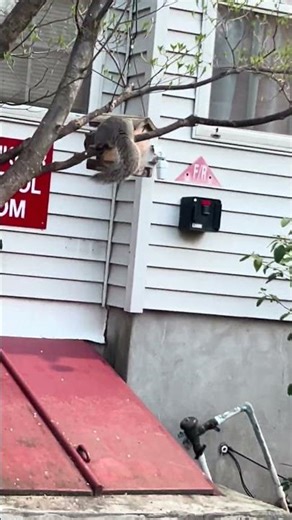 2 Squirrels Eating Bird Seeds Up Close 4/15/26