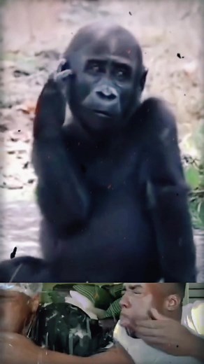 The end😅🤣 #funny #funnyvideos #fyp #foryou #waitforit