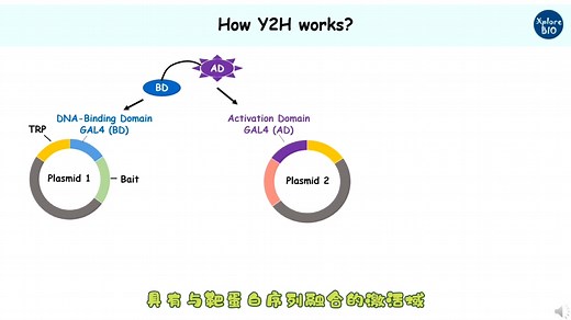 快速get酵母双杂原理