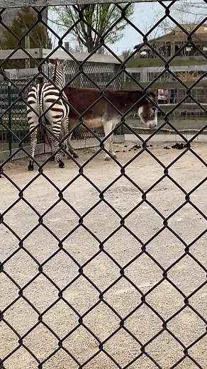 Donkey and zebra fighting
