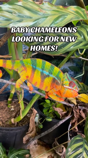 Neptune the Chameleon on Instagram: "It’s been so fun watching all of the babies grow! #chameleonbreeder #chameleonsofig #chameleons #reptilekeeper #babychameleon"