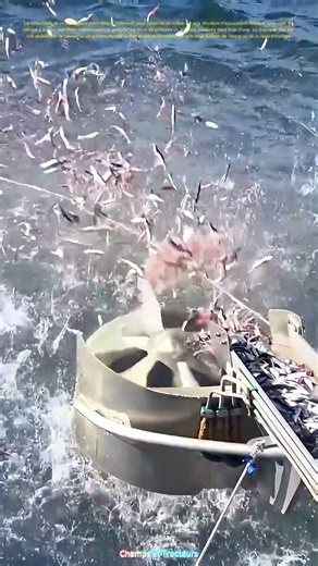 La roue tourne : distributeur projette l'aliment vers les élevages