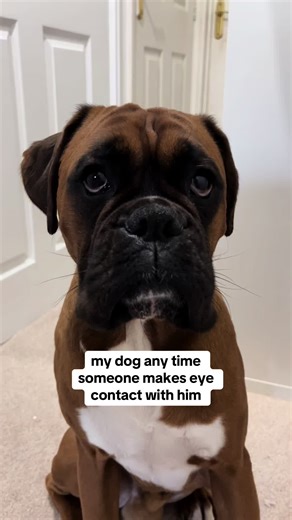 Boxer Dog's Adorable Reaction to Eye Contact