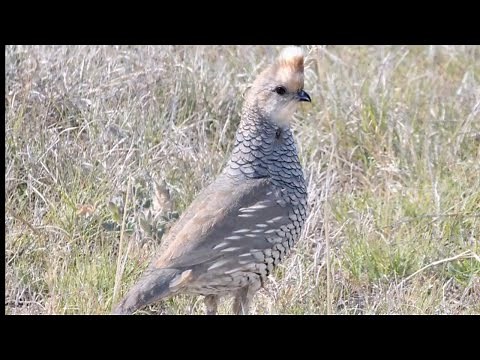 Scaled Quail Bird Call Video