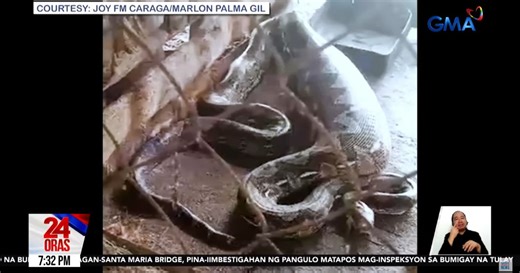 Reticulated python swallows pig in Davao Oriental