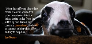 About Us - Animal Save Movement