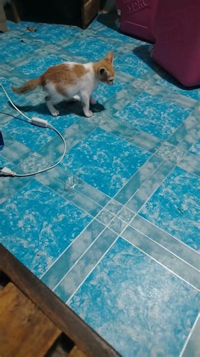 Laro laro lang ang #cat #catshorts #foryou