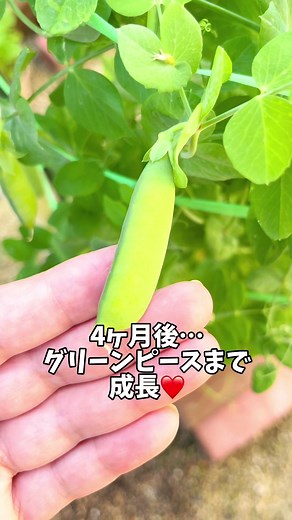 豆苗からグリーンピースに！栽培方法や子供との楽しみ方