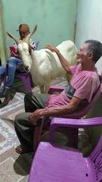 See Mr. Rufino and Antônio Bode at the Mamoeiro farm.