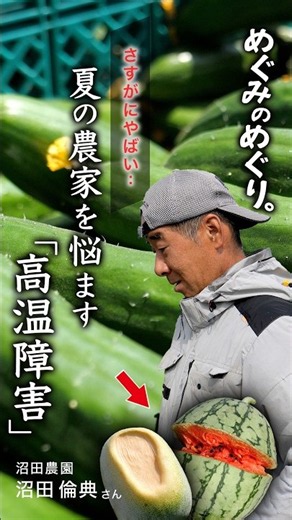 「もう商品にならない...」酷暑日で野菜が焼けてスイカが破裂..。夏の農家を悩ます " 高温障害 “の実態。#酷暑 #温暖化 #きゅうり #農業