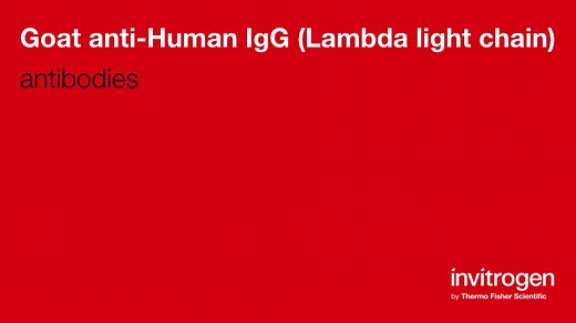 Goat anti-Human IgG (Lambda light chain) Antibodies | Invitrogen