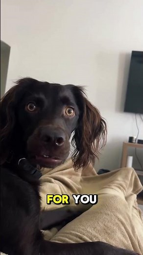 The Secret to Teaching Your Dog 50+ Tricks Easily! 🐶💡