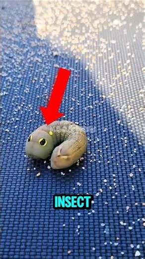 Insects with alien faces #shorts #facts