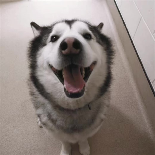 #husky #huskyifhuman #dogsoftiktok #fyp #xyzbca if huskies were human (boy version) — husky huskies husky if human husky huskies husky huskies husky huskies husky huskies husky huskies husky huskies husky huskies husky huskies husky huskies husky huskies husky huskies husky huskies husky huskies husky huskies husky huskies husky huskies husky huskies husky huskies husky huskies husky huskies husky huskies husky huskies husky huskies husky huskies husky huskies husky huskies husky huskies husky h