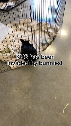 13K views · 147 reactions | Just hopping into your feed to remind you that KHS has all types of animals up for adoption! Come meet your next pocket-sized pal today!  #animallover #bunnies #snakes #adoptables #RescueLove | Kitsap Humane Society | Facebook