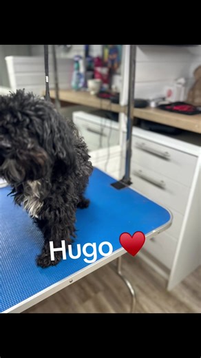 #Jackapoo #rescue #liverpooldoggroomer