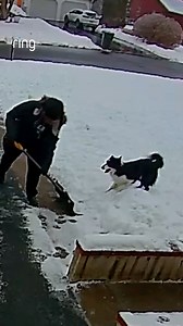 First snow of the year a very excited Border Collie 🐾❄️ | Ring