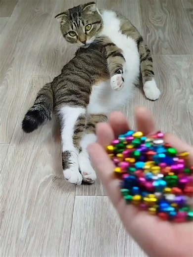 Satisfying Cat Barsik Beads & Reverse Video