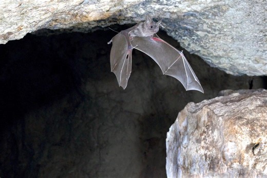 How bats avoid collisions during rush hour