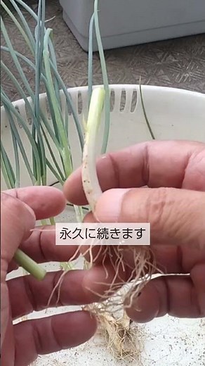 9/23【葉ネギ】収穫と植替え こうして収穫するとドンドン増えて1年中の収穫が永久に続きます