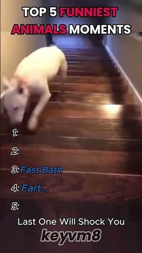 Top 5 Funniest Animal Moments 😂 #animals #funny #shorts