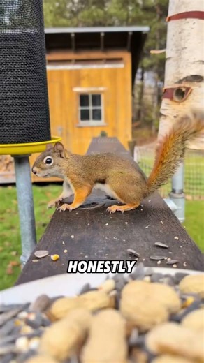 Why do people try to prevent squirrels from stealing birdseed?#animals #funnyanimal #squirrel
