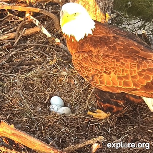 A beautiful view of the Trempealeau nest in Wisconsin 🦅 🇺🇸 | explore.org