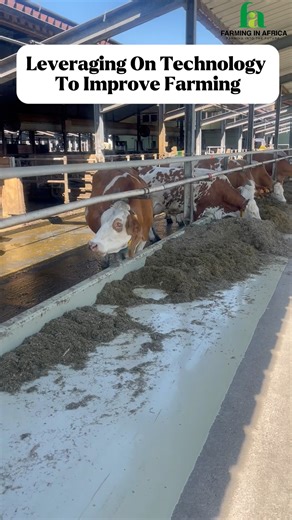 4.3K views · 76 reactions | How To Leverage on existing technologies to improve farming in Africa #farminginafrica #Semanhyiafarms #livestockfarming #goatfarming #animalfarm #livestockfeed #alfalfa #semanhyiagrass #feed | Farming In Africa | Facebook
