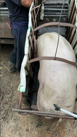 Pig Farmer Safely Loading Pigs into a Truck | Educational Purpose Only