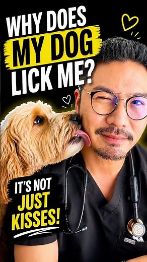 Why Does My Dog Lick Me? (Vet Explains)