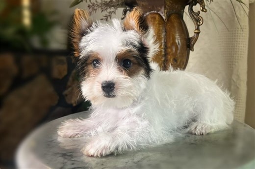 Erica - Yorkshire Terrier Puppy F2F412