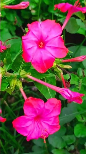 🌱🌱 Beautiful dark Pink colours 4 O'clock Flowers 🌺👌🥰|#motivation #gardening #ytshortsvideo #flowers