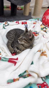 Baby girl Toffee finally hit over 2 lbs 🥳 , She had a growth spurt and is now all legs 🤣 we finally have the girls scheduled for their space surgery early next week. . On Saturday, I’ll make a post asking people to reach out to me directly if they are interested in adopting the two girls. . #xmasfood_kitties | Foster Kitten Tails