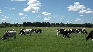 Discover the secrets to boosting cattle health and productivity through effective pasture management! This video dives deep into the best strategies for maximizing pasture productivity and ensuring your cattle thrive. Learn why maintaining residual leaf area is crucial for regrowth, how proper grass height aids in nutrient absorption, and the importance of rest periods for pasture recovery. We'll share expert tips on managing grazing patterns to protect both your cattle and the pasture environme