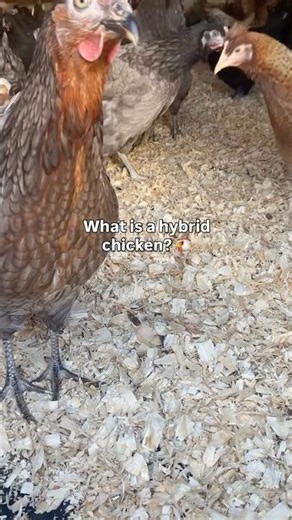What is a hybrid chicken 🐓