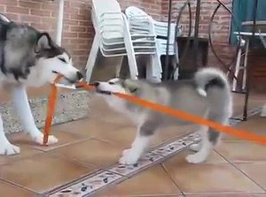 The most adorable game of tug-o-war | AmazingDoggies.com