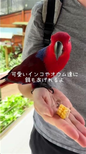 オーストラリア🇦🇺ケアンズ キュランダ鉄道 #オーストラリア #キュランダ #ケアンズ #観光
