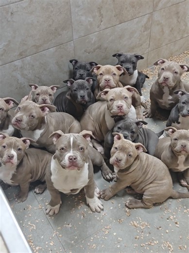 american bully pocket and standard puppies ready to go 2026 | american bully dog
