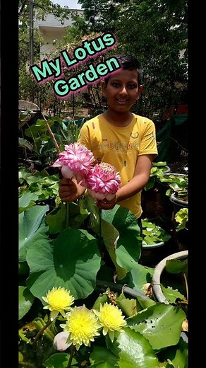 My small lotus Garden. how to grow lotus and waterlily? #rooftopgarden #garden #terracegarden #viral