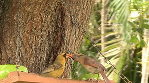 A man in Florida spotted a "one-in-a-million" yellow cardinal in his yard, and it inspired him to become an avid birdwatcher. Jeremiah Vreeland said the whole experience was incredible, believing he had never felt so close to nature before and the timing of the yellow cardinal's arrival was uncanny. You see Jeremiah's mother passed away suddenly a few months before Sunny first showed up and he said he had never come to terms with her passing. There is a belief that cardinals are a deceased loved