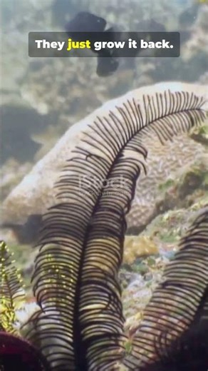 The Animal that EXPLODES... to Stay Alive?! #facts #weirdfacts #animals #nature #wildlife #biology