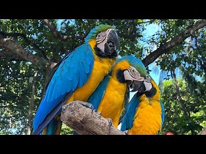 AIDAluna Mittelamerika & Karibik - Unvergessliche Momente