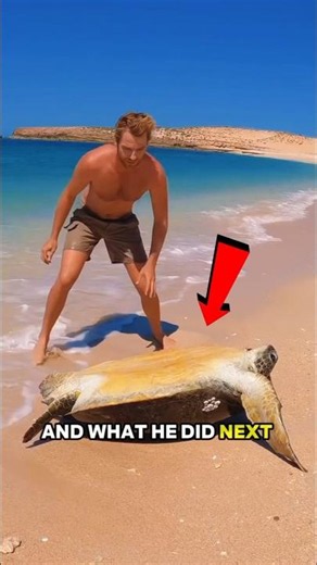 Nobody Expected the Turtle To React Like THIS 😭 #shorts credit (@strick.and.fran)IG