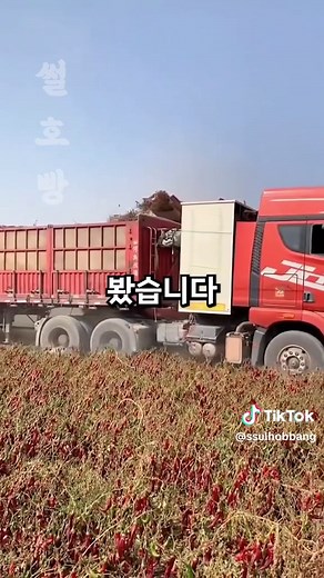 중국산 고추의 충격적인 실상과 식품 안전