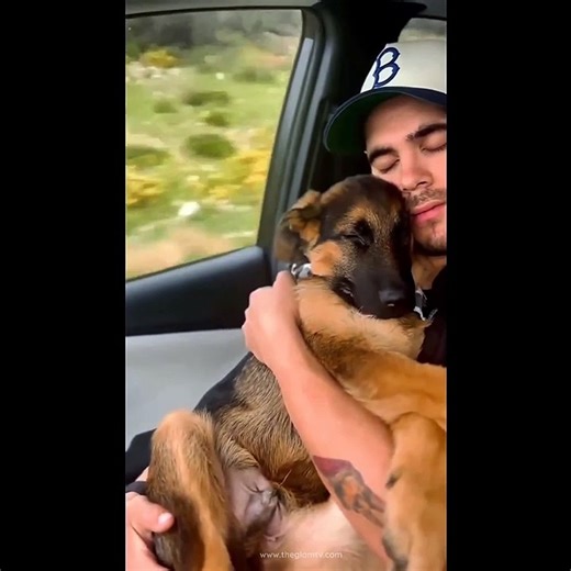 Funny Cute Dogs | Try Not To Laugh Funny Dog Videos Compilation